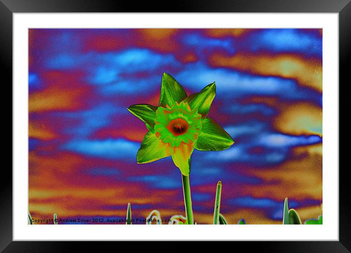 Crazy Daffodil Framed Mounted Print by Andrew Driver