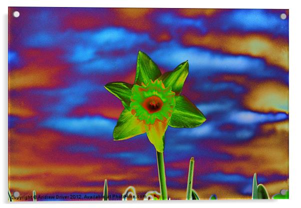 Crazy Daffodil Acrylic by Andrew Driver