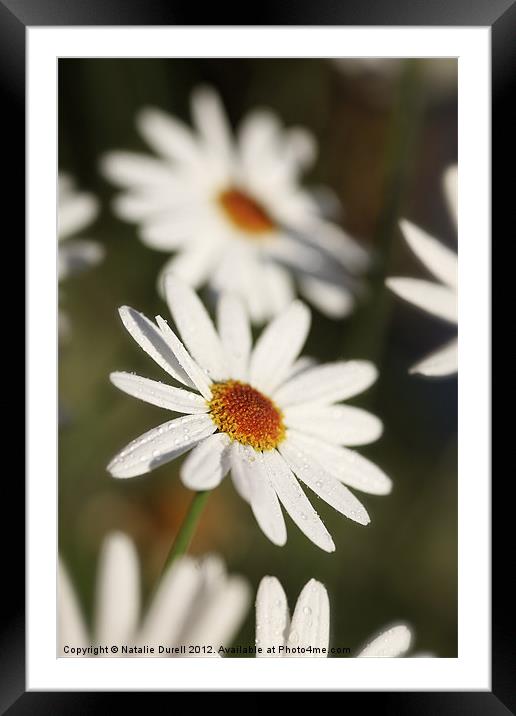 Daisy Drops Framed Mounted Print by Natalie Durell
