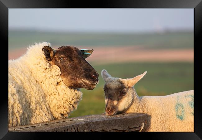 Sheep & Lamb on Farm Framed Print by craig sivyer