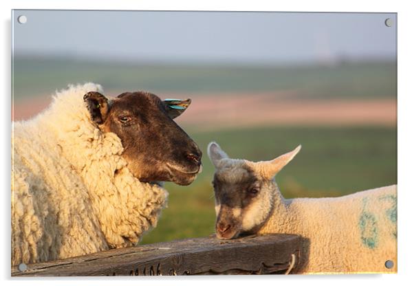 Sheep & Lamb on Farm Acrylic by craig sivyer