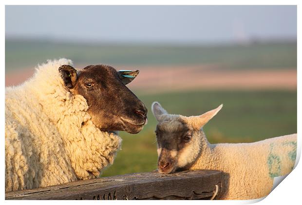 Sheep & Lamb on Farm Print by craig sivyer