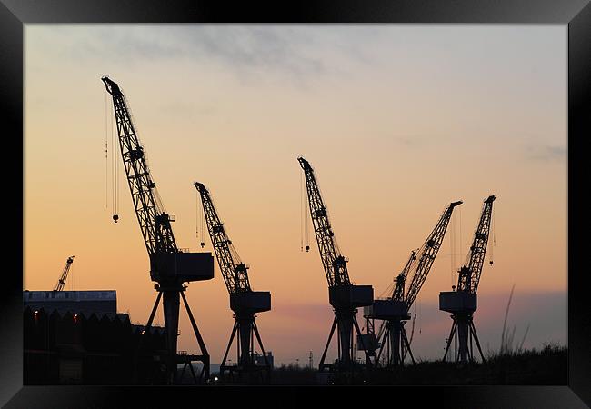 Cranes at sunset Framed Print by Jill Bain