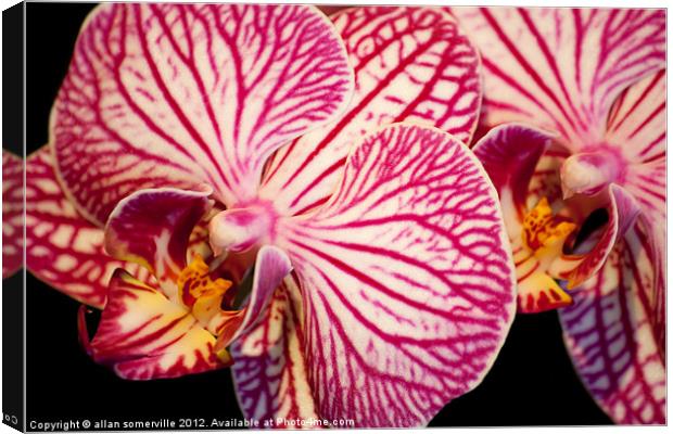 orchid macro Canvas Print by allan somerville