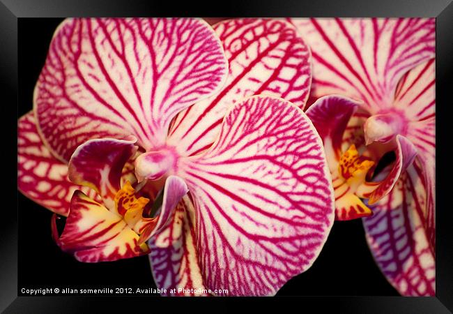 orchid macro Framed Print by allan somerville