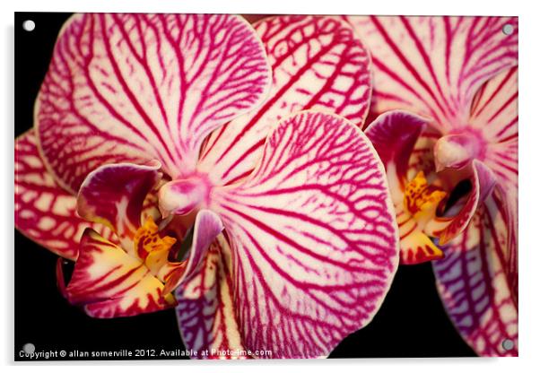 orchid macro Acrylic by allan somerville