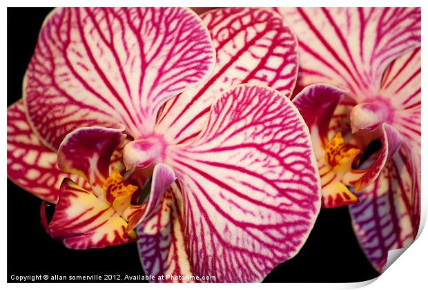 orchid macro Print by allan somerville