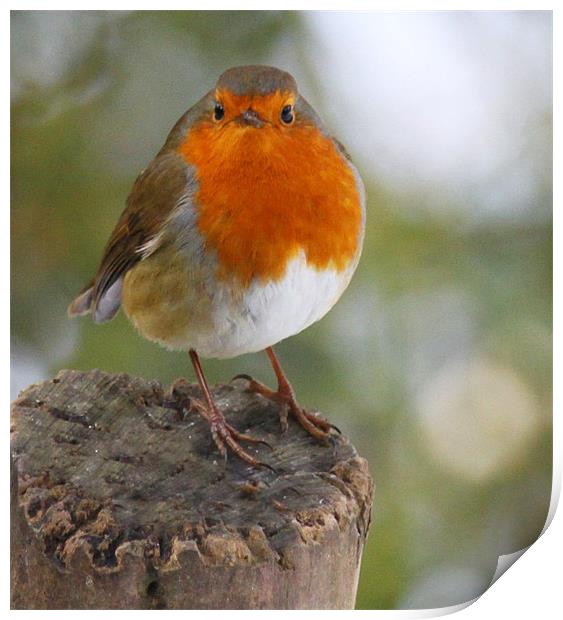 The Winter Robin Print by peter tachauer