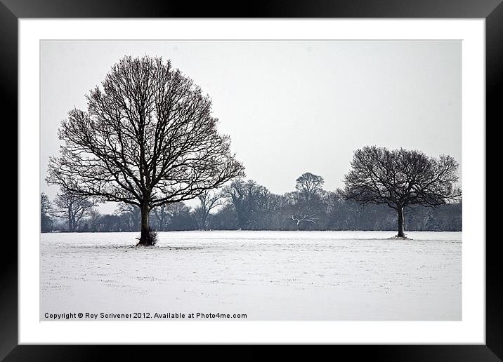 Winter Trees Framed Mounted Print by Roy Scrivener