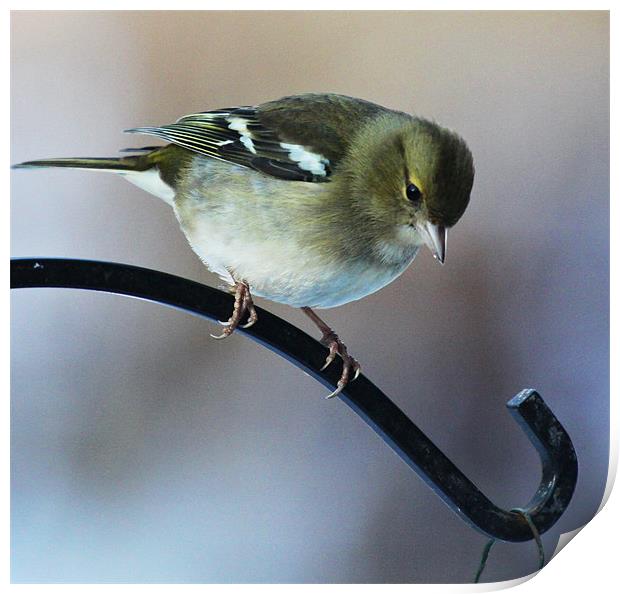 Female Chaffinch Print by peter tachauer
