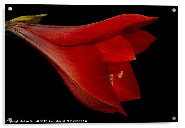 Red Amaryllis - 1 Acrylic by Ann Garrett