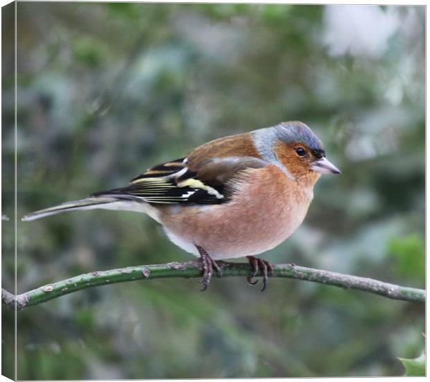 Male Chaffinch Canvas Print by peter tachauer
