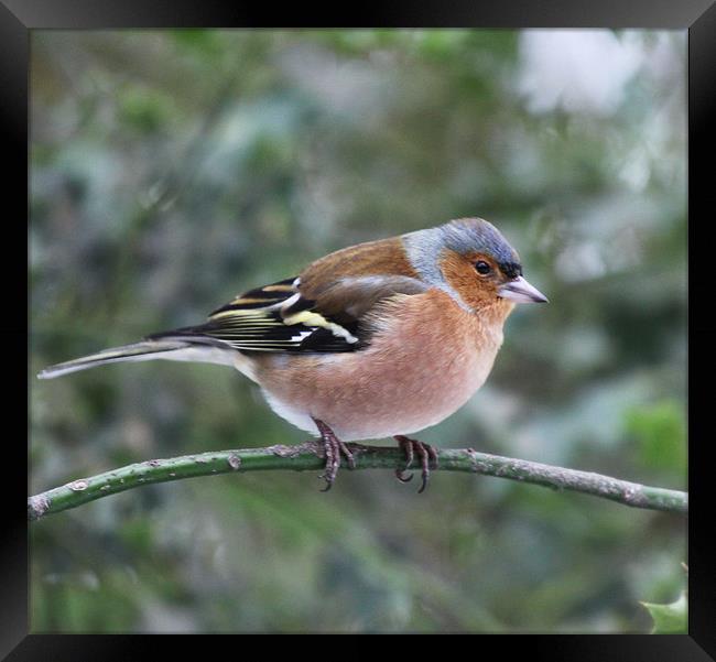 Male Chaffinch Framed Print by peter tachauer