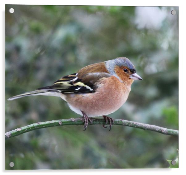 Male Chaffinch Acrylic by peter tachauer
