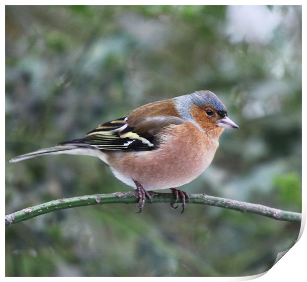 Male Chaffinch Print by peter tachauer