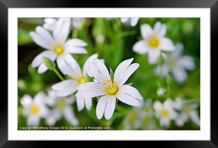 WILD WOODLAND FLOWERS Framed Mounted Print by Anthony Hedger