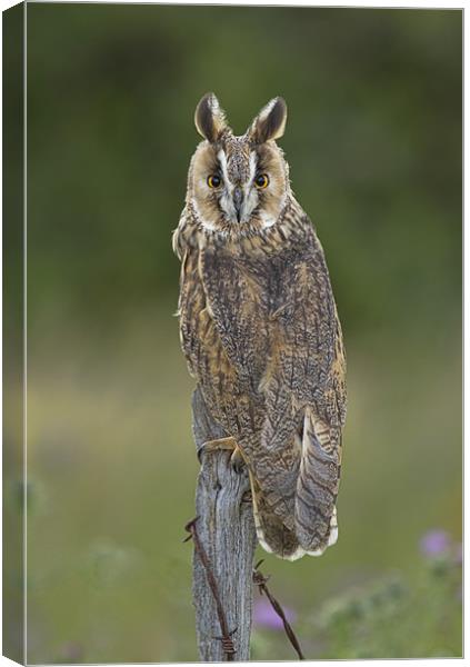 Long eared owl in the meadow Canvas Print by Val Saxby LRPS