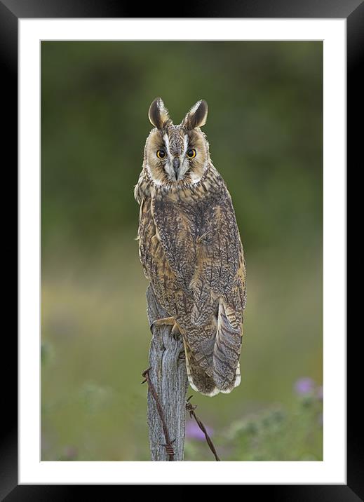 Long eared owl in the meadow Framed Mounted Print by Val Saxby LRPS