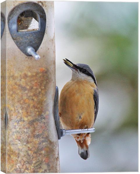 Nuthatch Canvas Print by peter tachauer