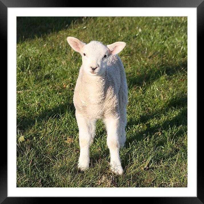 Who are ewe? Framed Mounted Print by David McFarland