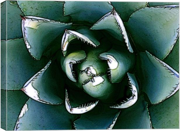 Agave Century Cactus Canvas Print by Kathleen Stephens