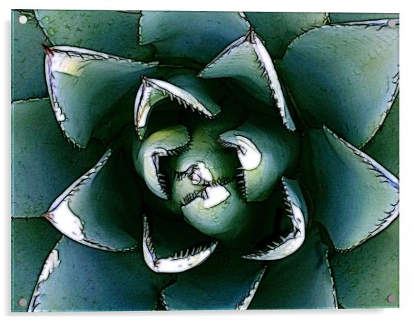 Agave Century Cactus Acrylic by Kathleen Stephens