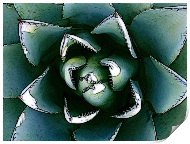 Agave Century Cactus Print by Kathleen Stephens