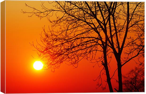 The Sun & Tree Canvas Print by peter tachauer
