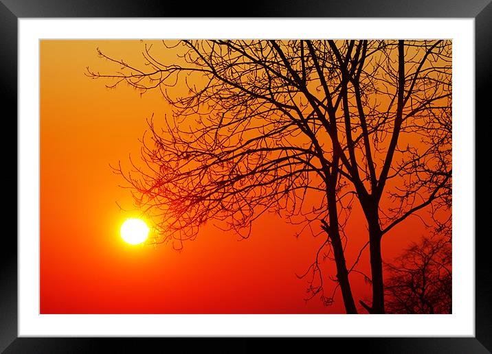 The Sun & Tree Framed Mounted Print by peter tachauer
