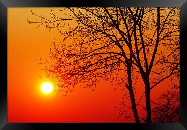 The Sun & Tree Framed Print by peter tachauer