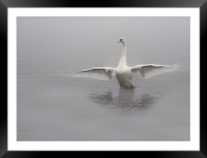 Swan Framed Mounted Print by Sam Smith