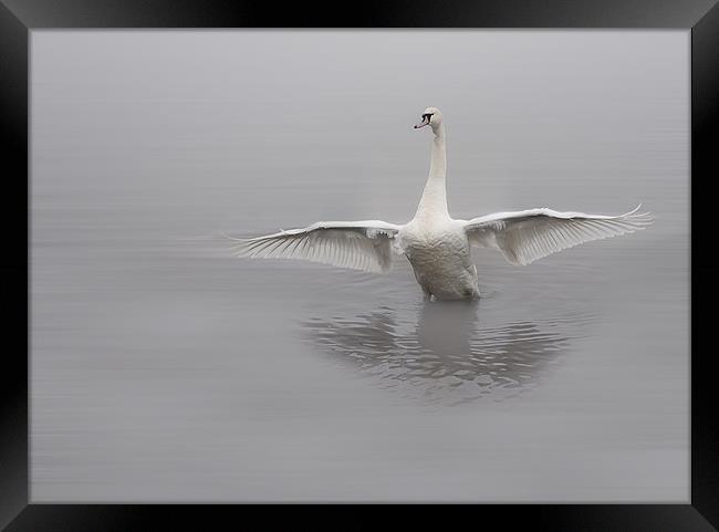 Swan Framed Print by Sam Smith