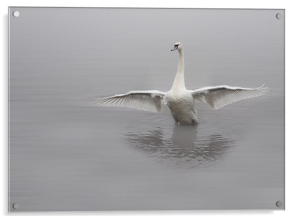 Swan Acrylic by Sam Smith