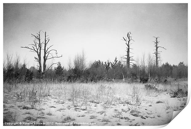 Digital Art Trees and Snow in Black and White Print by Natalie Kinnear