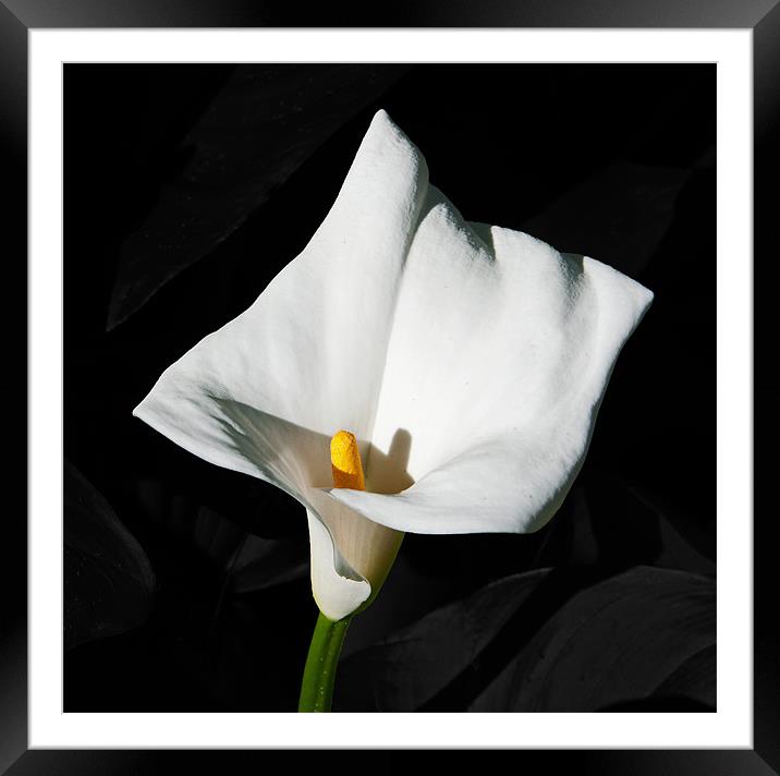 Arum Lily Framed Mounted Print by Joyce Storey