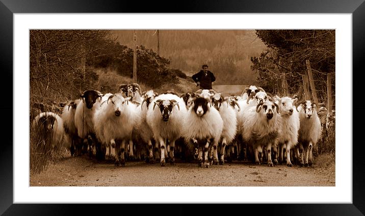 Irish sheep Framed Mounted Print by barbara walsh