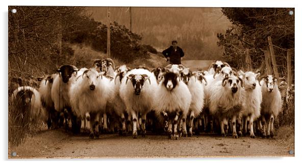 Irish sheep Acrylic by barbara walsh