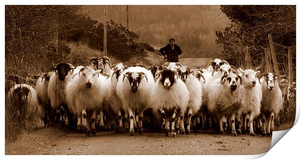 Irish sheep Print by barbara walsh