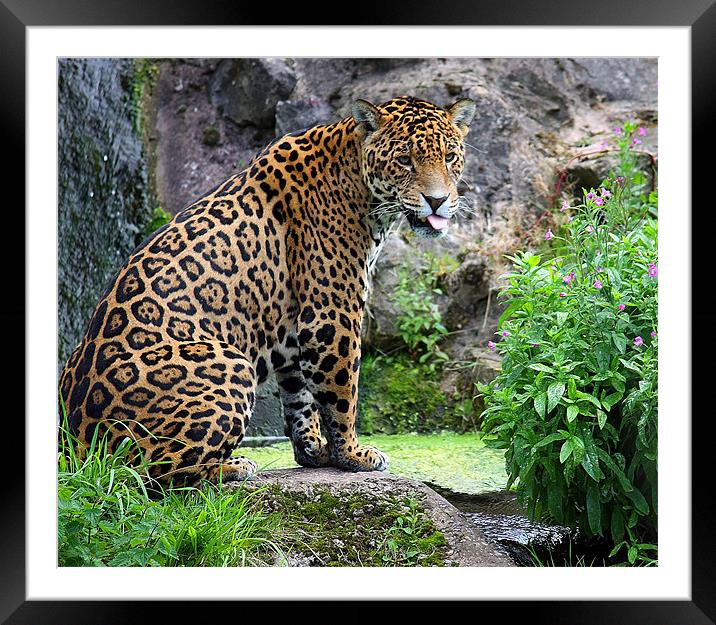 Spirit of the Jaguar Unleashed Framed Mounted Print by Graham Parry