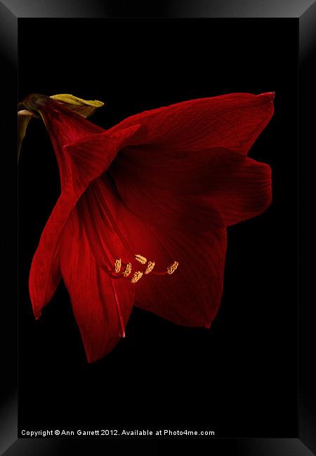 Red Amaryllis - 2 Framed Print by Ann Garrett