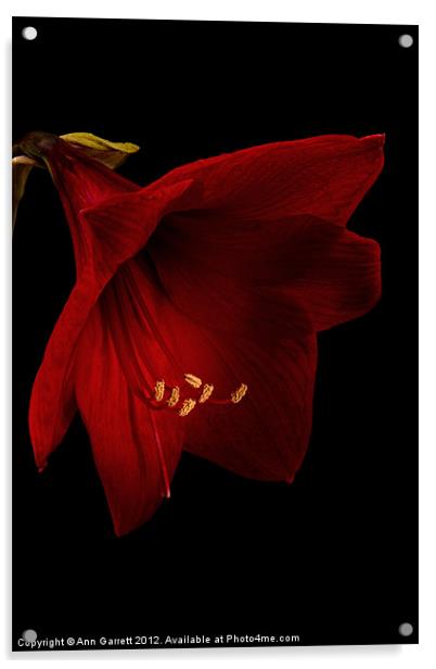 Red Amaryllis - 2 Acrylic by Ann Garrett
