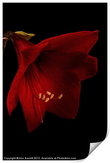 Red Amaryllis - 2 Print by Ann Garrett