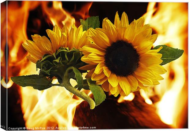 Flaming sunflowers Canvas Print by Doug McRae