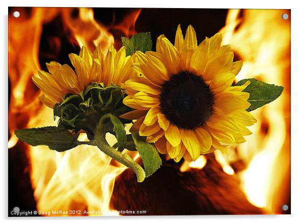 Flaming sunflowers Acrylic by Doug McRae