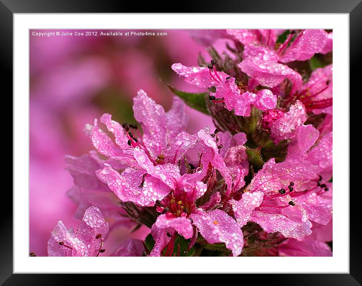 Purple loosestrife - Lythrum salicaria Framed Mounted Print by Julie Coe