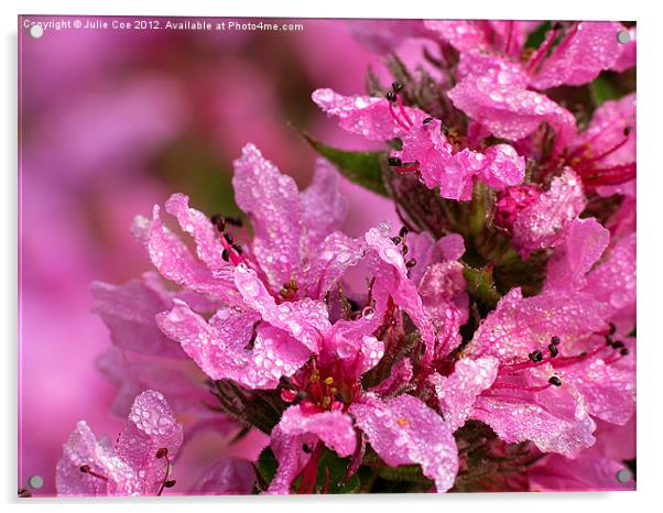 Purple loosestrife - Lythrum salicaria Acrylic by Julie Coe
