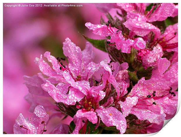 Purple loosestrife - Lythrum salicaria Print by Julie Coe