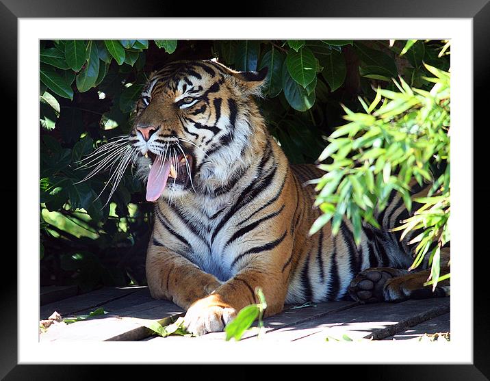 Sumatran Tiger's Solace Framed Mounted Print by Graham Parry