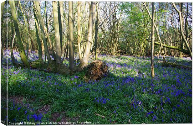 Bluebell Woods, Horam Canvas Print by Hilary Downie