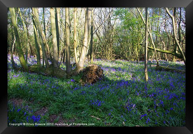 Bluebell Woods, Horam Framed Print by Hilary Downie